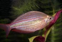 Снимка на Melanotaenia maccullochi  (Ogilby, 1915)